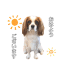cavalier moi ！（個別スタンプ：2）