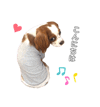 cavalier moi ！（個別スタンプ：3）