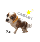 cavalier moi ！（個別スタンプ：4）