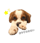 cavalier moi ！（個別スタンプ：5）