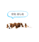 cavalier moi ！（個別スタンプ：6）