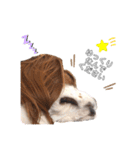 cavalier moi ！（個別スタンプ：7）