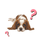cavalier moi ！（個別スタンプ：8）
