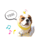 cavalier moi ！（個別スタンプ：9）