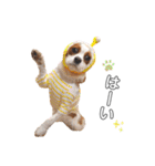 cavalier moi ！（個別スタンプ：10）