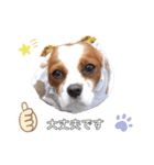 cavalier moi ！（個別スタンプ：11）