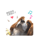 cavalier moi ！（個別スタンプ：12）