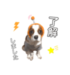 cavalier moi ！（個別スタンプ：13）