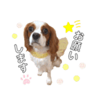 cavalier moi ！（個別スタンプ：14）