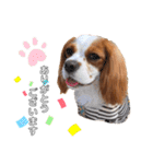 cavalier moi ！（個別スタンプ：15）