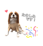 cavalier moi ！（個別スタンプ：16）