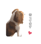 cavalier moi ！（個別スタンプ：17）