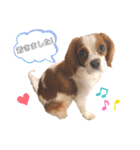 cavalier moi ！（個別スタンプ：18）