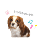cavalier moi ！（個別スタンプ：19）