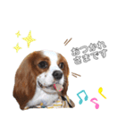 cavalier moi ！（個別スタンプ：21）
