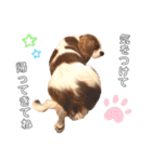 cavalier moi ！（個別スタンプ：24）