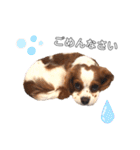 cavalier moi ！（個別スタンプ：25）