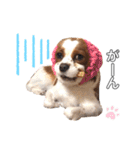 cavalier moi ！（個別スタンプ：26）