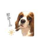 cavalier moi ！（個別スタンプ：28）