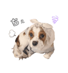 cavalier moi ！（個別スタンプ：29）