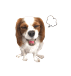 cavalier moi ！（個別スタンプ：30）