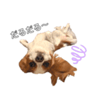 cavalier moi ！（個別スタンプ：31）