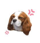 cavalier moi ！（個別スタンプ：32）