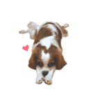 cavalier moi ！（個別スタンプ：33）