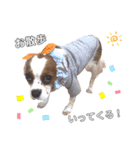cavalier moi ！（個別スタンプ：34）