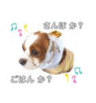 cavalier moi ！（個別スタンプ：35）