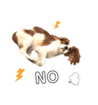 cavalier moi ！（個別スタンプ：37）