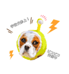 cavalier moi ！（個別スタンプ：38）