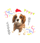 cavalier moi ！（個別スタンプ：40）