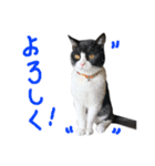 ハチワレ猫のろろちゃんのスタンプ2（個別スタンプ：1）