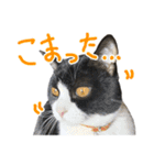 ハチワレ猫のろろちゃんのスタンプ2（個別スタンプ：2）
