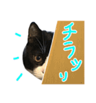 ハチワレ猫のろろちゃんのスタンプ2（個別スタンプ：3）