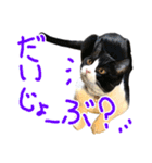 ハチワレ猫のろろちゃんのスタンプ2（個別スタンプ：4）