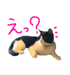 ハチワレ猫のろろちゃんのスタンプ2（個別スタンプ：5）