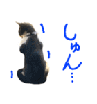 ハチワレ猫のろろちゃんのスタンプ2（個別スタンプ：7）