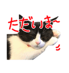ハチワレ猫のろろちゃんのスタンプ2（個別スタンプ：11）