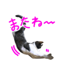 ハチワレ猫のろろちゃんのスタンプ2（個別スタンプ：12）