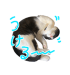 ハチワレ猫のろろちゃんのスタンプ2（個別スタンプ：13）