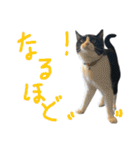 ハチワレ猫のろろちゃんのスタンプ2（個別スタンプ：14）