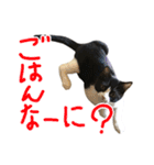 ハチワレ猫のろろちゃんのスタンプ2（個別スタンプ：15）