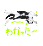ハチワレ猫のろろちゃんのスタンプ2（個別スタンプ：16）