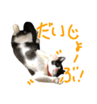 ハチワレ猫のろろちゃんのスタンプ2（個別スタンプ：17）