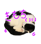 ハチワレ猫のろろちゃんのスタンプ2（個別スタンプ：18）