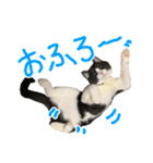 ハチワレ猫のろろちゃんのスタンプ2（個別スタンプ：19）