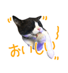 ハチワレ猫のろろちゃんのスタンプ2（個別スタンプ：20）