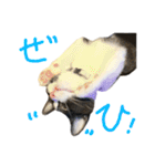 ハチワレ猫のろろちゃんのスタンプ2（個別スタンプ：21）